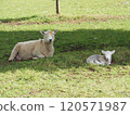 Cornwall Park and Sheep 120571987
