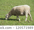 Cornwall Park and Sheep 120571989