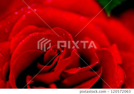 Rose flowers I saw in my neighborhood 120572063