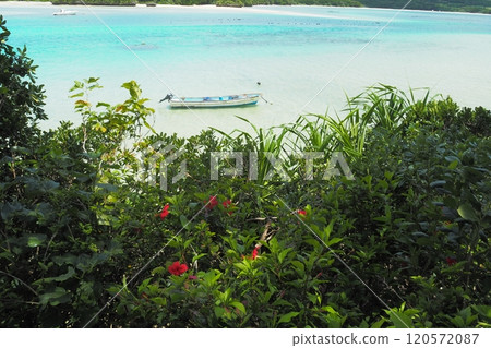 Boats and hibiscus floating in Kabira Bay, Ishigaki Island scenery Boats and hibiscus floating in Kabira Bay, Ishigaki Island scenery 120572087