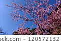 Pink cherry blossoms under a clear sky 120572132