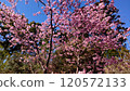 Pink cherry blossoms under a clear sky 120572133