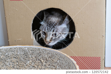 紙箱裡的貓 暹羅虎斑貓 120572142