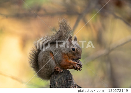 A Japanese squirrel eating nuts on a tree 120572149