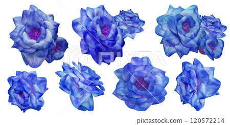 blue and violet eleven roses flower on a white background, nature, fashion, decor, love, valentine, gift 120572214