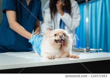 Veterinarians Examine and Clean Dog Ears. Veterinarians Examine and Clean Dog Ears. 120572461