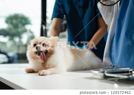 Veterinarians Examine and Clean Dog Ears. Veterinarians Examine and Clean Dog Ears. 120572462