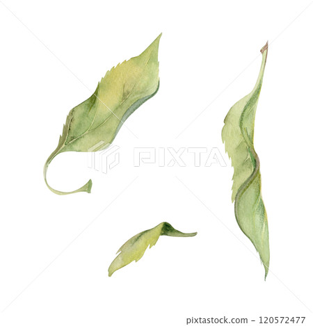 Green leaves of flower, bush tree foliage hand drawn in watercolor, lilac poplar beech elm pear apple cherry. Isolated botanical illustration. Wedding, florist shop, scrapbooking, decoupage, cosmetics Green leaves of flower, bush tree foliage hand drawn in watercolor, lilac poplar beech elm pear apple cherry. Isolated botanical illustration. Wedding, florist shop, scrapbooking, decoupage, cosmetics 120572477