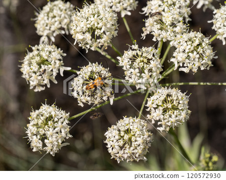 Peach-horned longhorn beetle 120572930