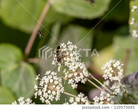 Kismisutarakamikiri Kismisutarakamikiri 120573085