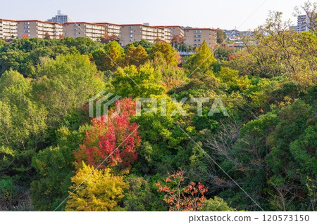 神戶市須磨區西陣山手線那谷站前的秋景 神戶市須磨區西陣山手線那谷站前的秋景 120573150