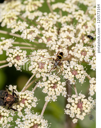 Kismisutarakamikiri Kismisutarakamikiri 120573164