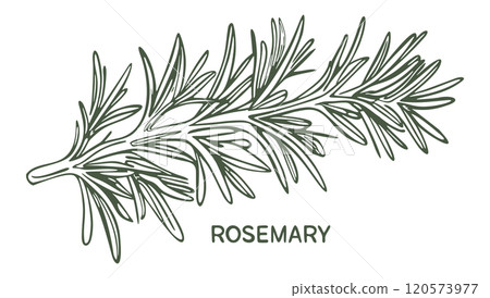 Rosemary branch. Vector monochrome isolated illustration 120573977