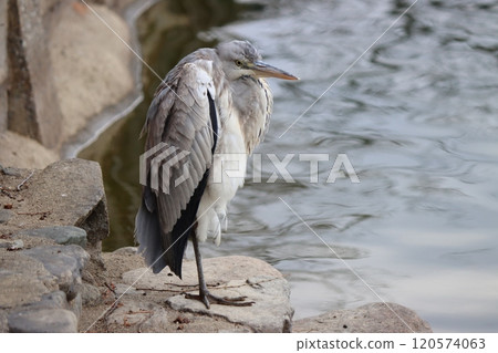 A heron resting by the pond in the park A heron resting by the pond in the park 120574063