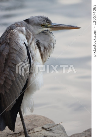 A blue heron resting by the pond in the park A blue heron resting by the pond in the park 120574065