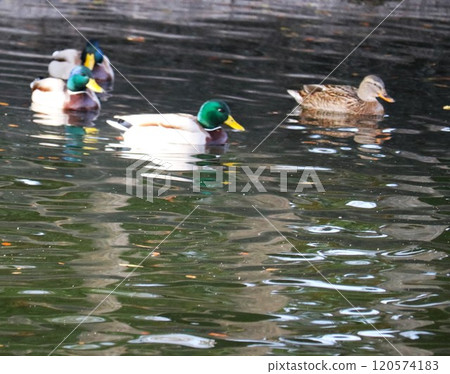 Mallard ducks swimming together, male and female 120574183