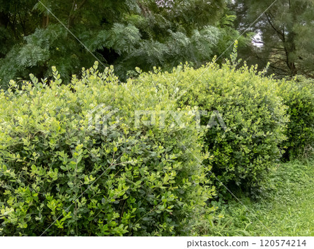 Metrosideros excelsa,New Zealand Christmas Tree or iron tree pruned shrubs hedge in the garden 120574214