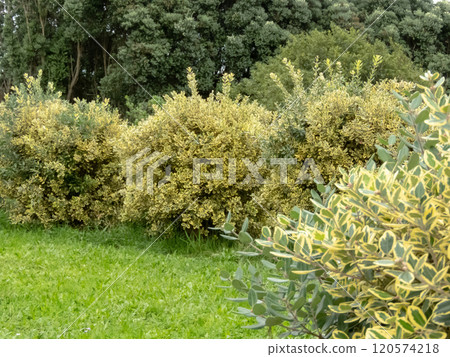 Metrosideros excelsa variegata hedge in the garden. New Zealand Christmas Tree or iron tree globe pruned shrubs. 120574218