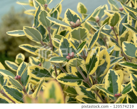 Metrosideros excelsa variegata,New Zealand Christmas Tree or iron tree variegated leaves closeup. Metrosideros excelsa variegata,New Zealand Christmas Tree or iron tree variegated leaves closeup. 120574219