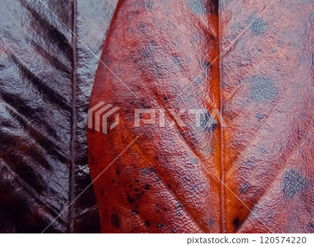 Brown falled dry magnolia leaves textured background Brown falled dry magnolia leaves textured background 120574220