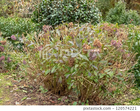 Hydrangea macrophylla pruned shrub in the autumn. Hydrangea macrophylla pruned shrub in the autumn. 120574221