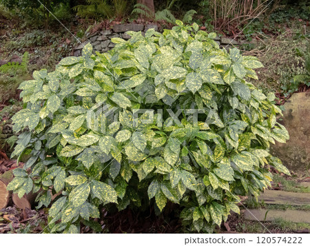 Aucuba japonica,spotted laurel,Japanese laurel,Japanese aucuba or gold dust plant shrub. Aucuba japonica,spotted laurel,Japanese laurel,Japanese aucuba or gold dust plant shrub. 120574222