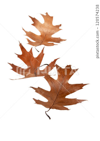 Dry brown oak fallen leaves isolated on white background. 120574238