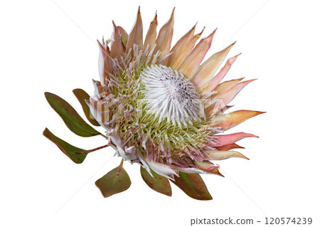 Protea cynaroides or king sugar bush flower head isolated on white 120574239