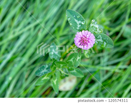 Clover flower. Green background 120574311