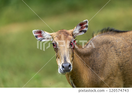 wild female nilgai or blue bull or Boselaphus tragocamelus with infection in her eyes or nictitans gland prolapse disease in safari at ranthambore national park forest tiger reserve rajasthan india 120574743