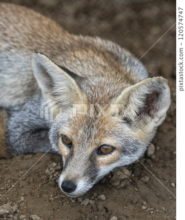 white footed fox or desert fox or vulpes vulpes pusilla fine art closeup or portrait in close proximity in natural background in outdoor jungle safari ranthambore national park forest rajasthan india 120574747