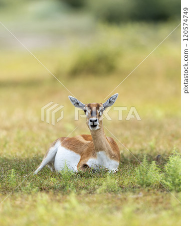 wild male blackbuck or antilope cervicapra or indian antelope closeup or portrait in natural green background at Blackbuck National Park Velavadar bhavnagar gujrat india asia wild male blackbuck or antilope cervicapra or indian antelope closeup or portrait in natural green background at Blackbuck National Park Velavadar bhavnagar gujrat india asia 120574749