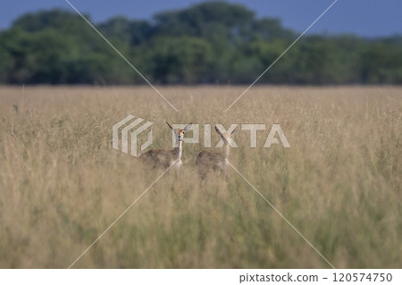 Two wild female blackbuck or antilope cervicapra or indian antelope pair camouflaged in grass with eye contact in natural green background Blackbuck National Park tal chhapar sanctuary rajasthan india Two wild female blackbuck or antilope cervicapra or indian antelope pair camouflaged in grass with eye contact in natural green background Blackbuck National Park tal chhapar sanctuary rajasthan india 120574750