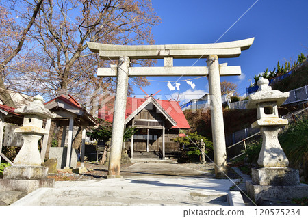Photographing the scenery of Nezaki Shrine in Kumaishi, Yakumo-cho, Hokkaido in late autumn 120575234