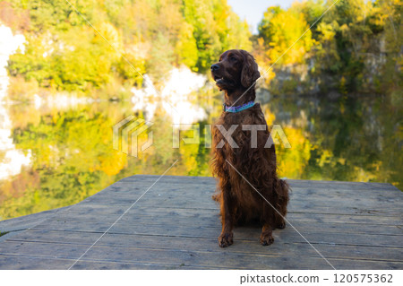 Irish Setter dog posing at a mountain lake in autumn. Traveling with a pet. Pet in leaf fall. Atmospheric photo in nature. 120575362