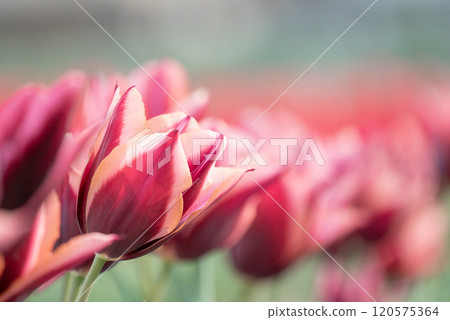 鬱金香斯拉瓦 120575364