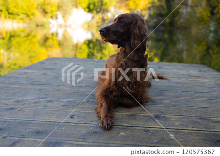Irish Setter dog posing at a mountain lake in autumn. Traveling with a pet. Pet in leaf fall. Atmospheric photo in nature. 120575367