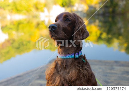 Irish Setter friend dog are sitting on the wooden pier on the mountain lake and enjoying the landscape during their walking in the autumn season time. Atmospheric photo in nature 120575374