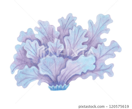 lettuce coral. Ocean coral reefs, underwater animal of the seabed resembling lettuce leaves. Watercolor and marker illustrations. Hand drawn isolated art. Exotic nature of tropical marine ecosystem lettuce coral. Ocean coral reefs, underwater animal of the seabed resembling lettuce leaves. Watercolor and marker illustrations. Hand drawn isolated art. Exotic nature of tropical marine ecosystem 120575619