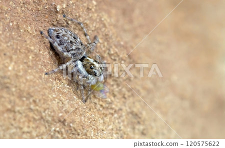 Menemerus semilimbatus (Half-edged Wall Jumping Spider) is a spider in the family Salticidae, a Mediterranean species widely distributed in Europe, southern Asia and in Africa 120575622