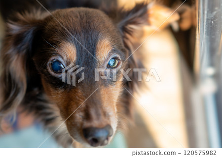 An old dog showing signs of sleepiness 120575982
