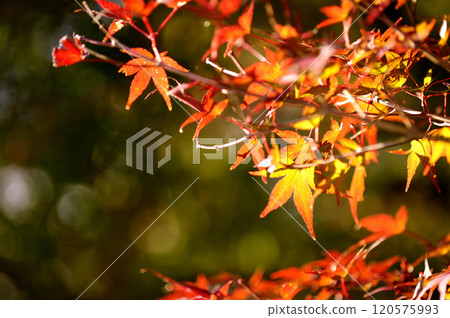Autumn scenery 120575993