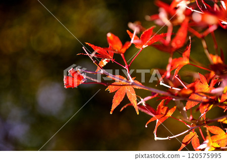 Autumn scenery Autumn scenery 120575995