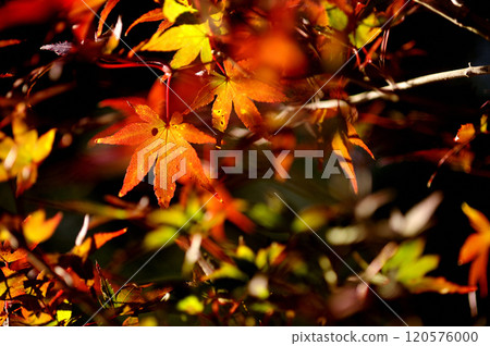 Autumn scenery Autumn scenery 120576000