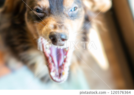 Yawning old dog 120576364