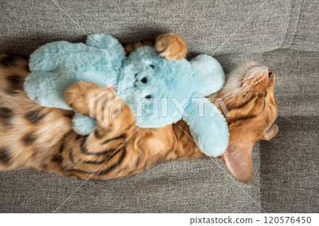 An adorable Bengal cat sleeps on a gray sofa An adorable Bengal cat sleeps on a gray sofa 120576450