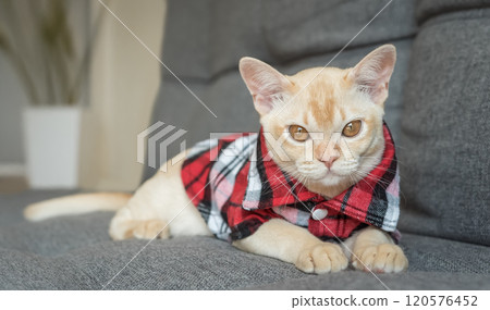 Burmese kitten in a checkered shirt resting on the sofa at home. 120576452