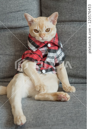 Burmese kitten in a checkered shirt resting on the sofa at home. 120576453