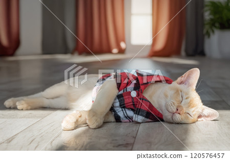Burmese kitten in a red shirt in the living room. 120576457