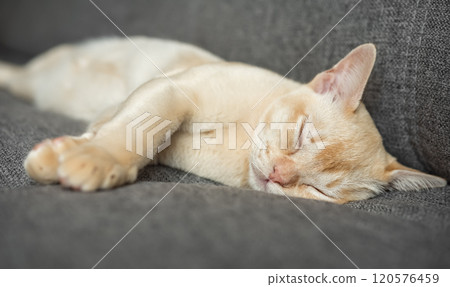 Burmese kitten sleeps sweetly on the couch at home. Burmese kitten sleeps sweetly on the couch at home. 120576459